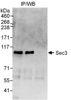 Sec3 Antibody