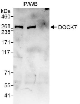 Rabbit anti-DOCK7 Antibody