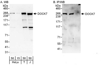 Rabbit anti-DOCK7 Antibody