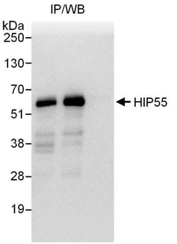 HIP55 Antibody
