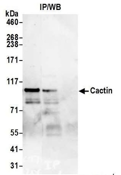 Rabbit anti-Cactin Antibody