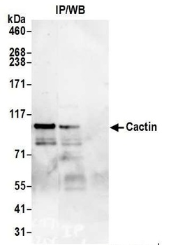 Cactin Antibody