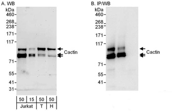 Rabbit anti-Cactin Antibody