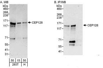 Rabbit anti-CEP128 Antibody