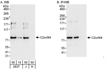 Rabbit anti-C2orf44 Antibody