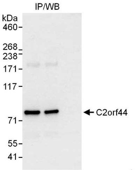 Rabbit anti-C2orf44 Antibody