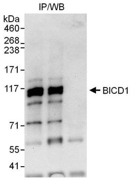Rabbit anti-BICD1 Antibody