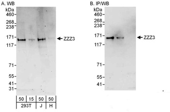 Rabbit anti-ZZZ3 Antibody