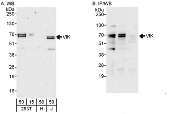 Rabbit anti-VIK Antibody