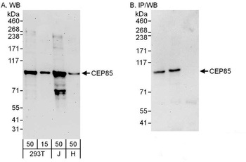 CEP85 Antibody