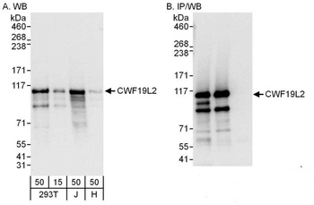 Rabbit anti-CWF19L2 Antibody