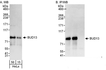 Rabbit anti-BUD13 Antibody