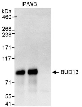 Rabbit anti-BUD13 Antibody
