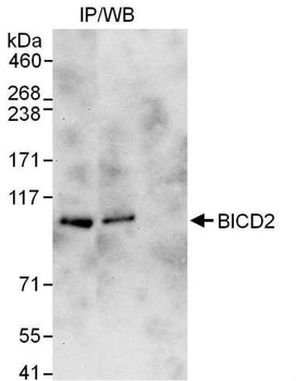 Rabbit anti-BICD2 Antibody