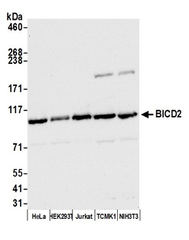 Rabbit anti-BICD2 Antibody