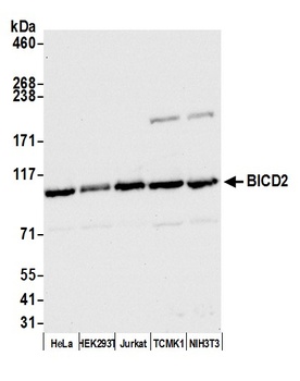 BICD2 Antibody