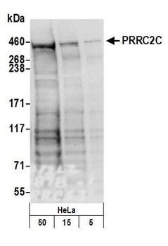 PRRC2C Antibody