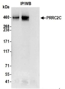PRRC2C Antibody
