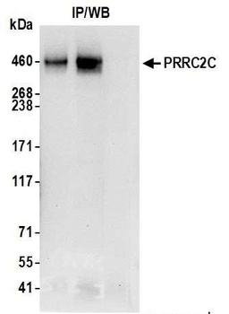 Rabbit anti-PRRC2C Antibody