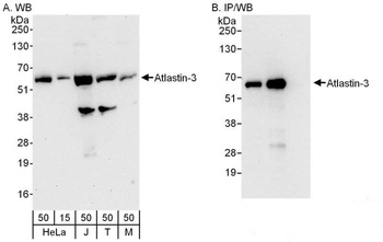 Rabbit anti-Atlastin-3 Antibody