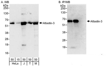 Rabbit anti-Atlastin-3 Antibody