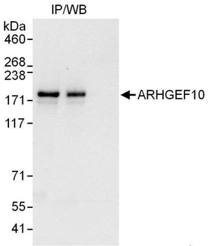 ARHGEF10 Antibody