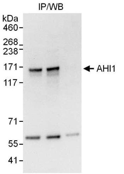 Rabbit anti-AHI1 Antibody