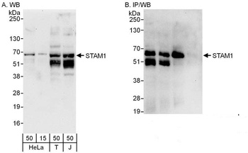 STAM1 Antibody