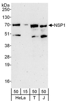 NSP1 Antibody