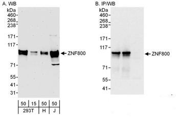 ZNF800 Antibody