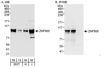 Rabbit anti-ZNF800 Antibody