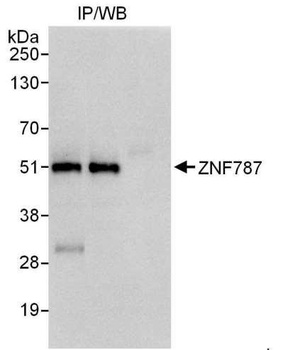ZNF787 Antibody