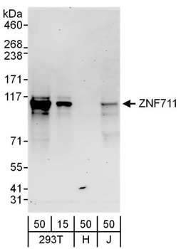 ZNF711 Antibody