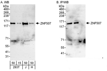 ZNF507 Antibody