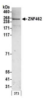 ZNF462 Antibody