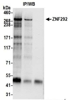 ZNF292 Antibody