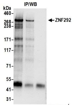 Rabbit anti-ZNF292 Antibody