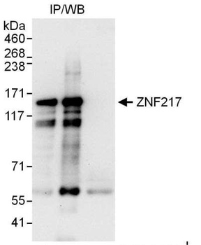 Rabbit anti-ZNF217 Antibody