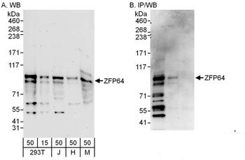 Rabbit anti-ZFP64 Antibody