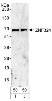 ZNF324 Antibody