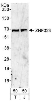 Rabbit anti-ZNF324 Antibody