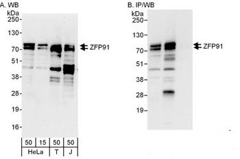 Rabbit anti-ZFP91 Antibody