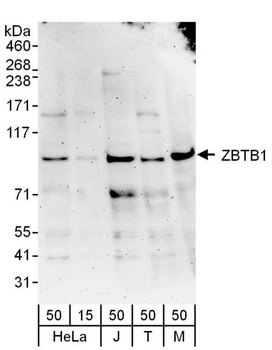 Rabbit anti-ZBTB1 Antibody
