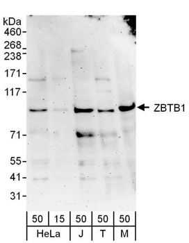 ZBTB1 Antibody