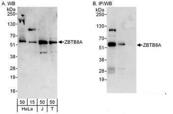 ZBTB8A Antibody