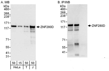 ZNF280D Antibody