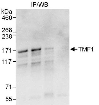 TMF1 Antibody