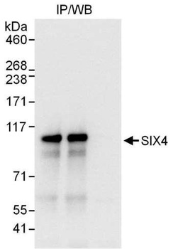 Rabbit anti-SIX4 Antibody