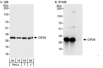 Rabbit anti-CIP29 Antibody