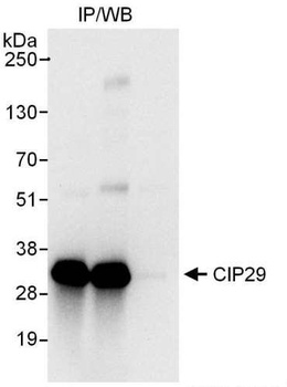 Rabbit anti-CIP29 Antibody